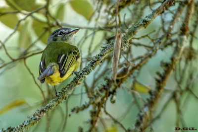 PICOCHATO GRANDE (Tolmomyias sulphurescens) - Paso Centuriòn - CERRO LARGO (Julio 2018)